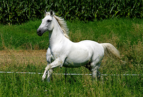 Lusitano 50  (7)